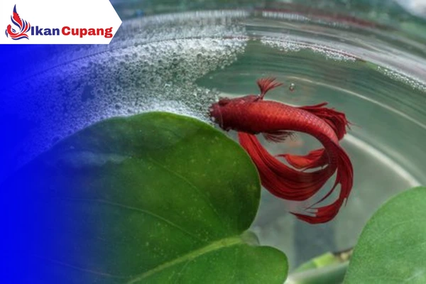 Mengapa Ikan Cupang Tidak Membuat Sarang Gelembung? Temukan Alasannya! Mengapa Ikan Cupang Tidak Membuat Sarang Gelembung? Temukan Alasannya!