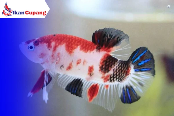 Ciri-ciri dan Cara Budidaya Ikan Cupang Plakat Koi yang Benar