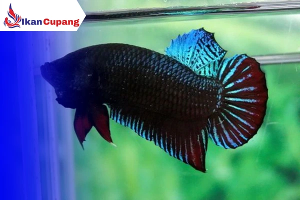 Cara Budidaya Ikan Cupang Aduan yang Mudah