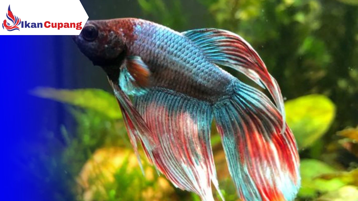 Cara Mengobati Ikan Cupang yang Lemas