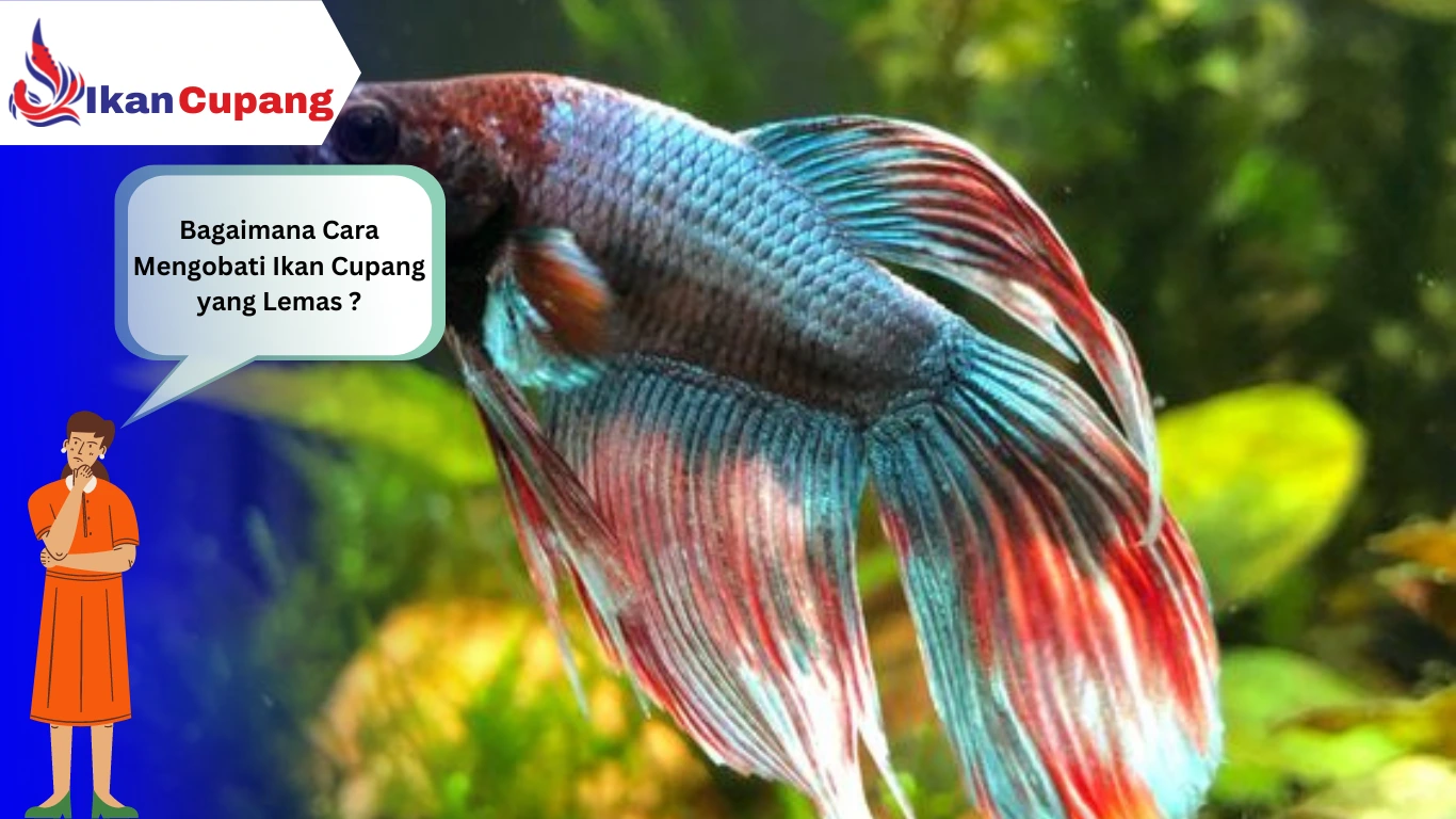 Cara Mengobati Ikan Cupang yang Lemas