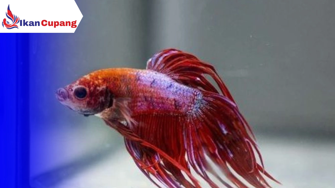 Cara Merawat Ikan Cupang yang Lemas