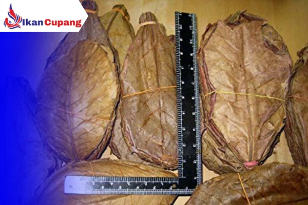 Cara Mengolah Daun Ketapang Untuk Ikan Cupang