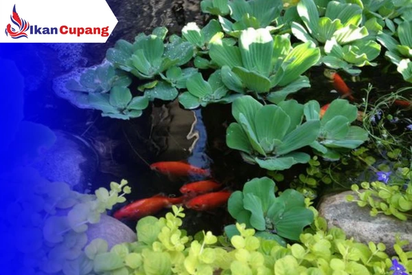Tanaman  Apu – Apu Untuk Pemijahan Ikan Cupang 