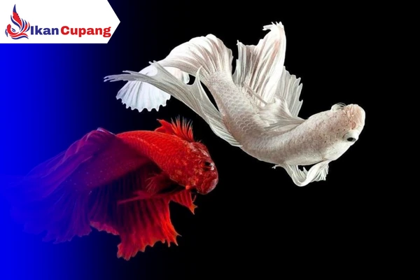 Langkah - Langkah Mengawinkan Ikan Cupang Agar Berhasil