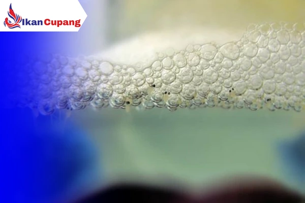 Ikan Cupang Jantan Mulai Membuat Sarang