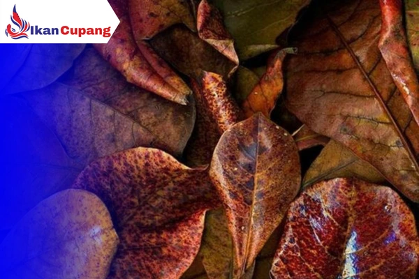 Manfaat Daun Ketapang Untuk Ikan Cupang