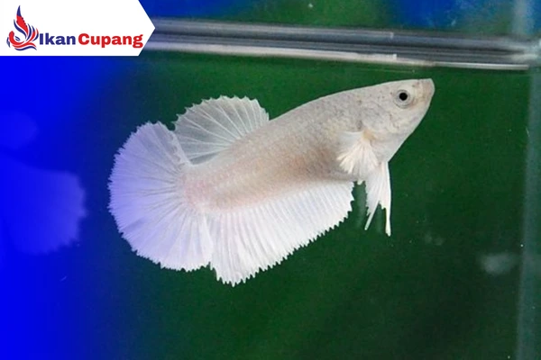 Ciri-ciri ikan cupang betina