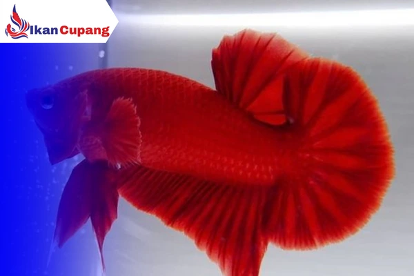 Ciri- ciri ikan cupang jantan