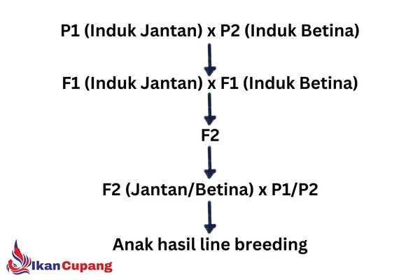 Linebreed