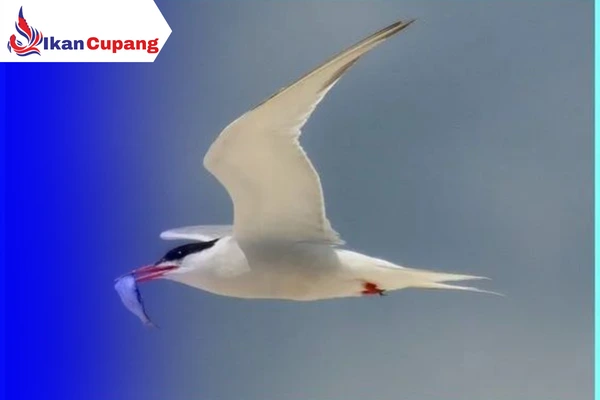 Mengatasi Hama Burung Penyerang Ikan Cupang
