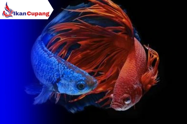 Cara Menyilangkan Warna Ikan Cupang Beda Jenis 