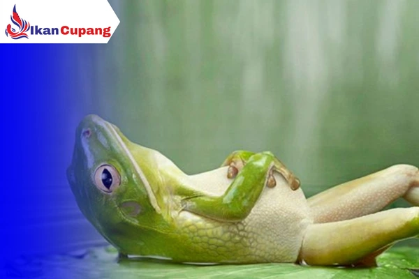 Mencegah Hama Kodok Agar Tidak Masuk Ke dalam Kolam