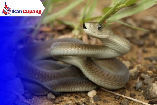 Mencegah Masuknya Hama Ular Dikolam Ikan Cupang