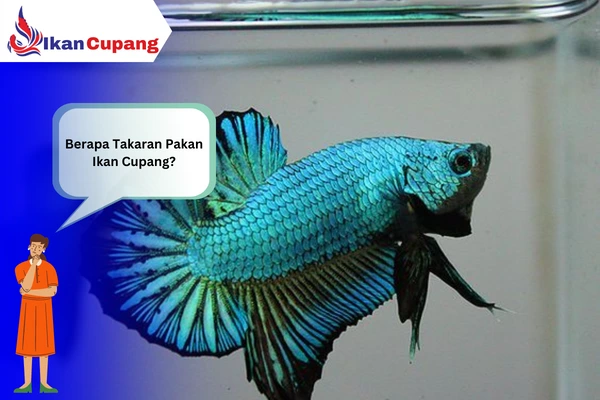 Berapa Takaran Pakan Ikan Cupang?