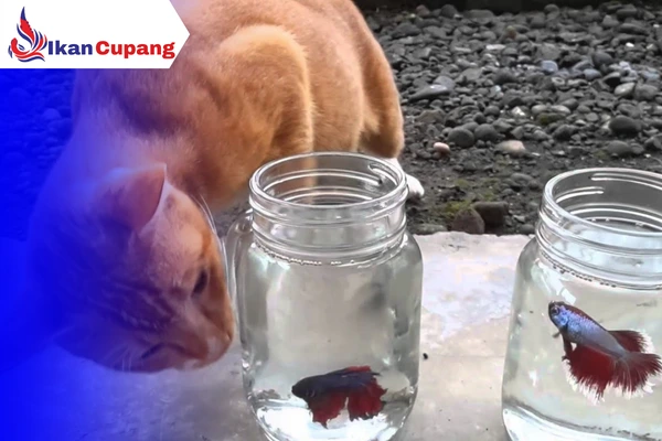 Cara Mencegah Kolam Ikan Cupang Dari Serangan Kucing