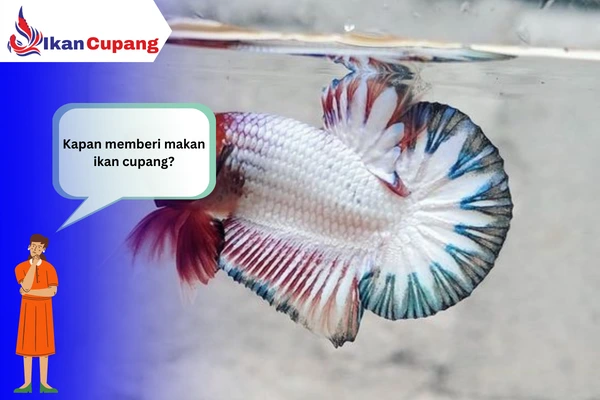 Kapan memberi makan ikan cupang?