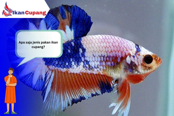 Apa saja jenis pakan ikan cupang?