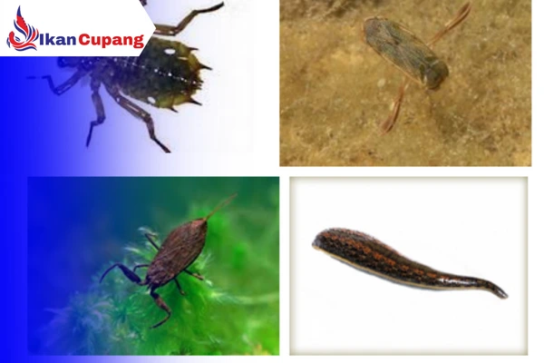 Hama Serangga Predator