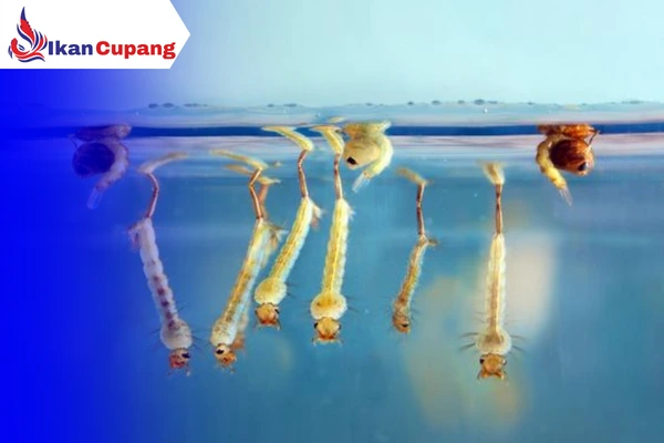 Cara Budidaya Jentik Nyamuk Untuk Pakan Ikan Cupang