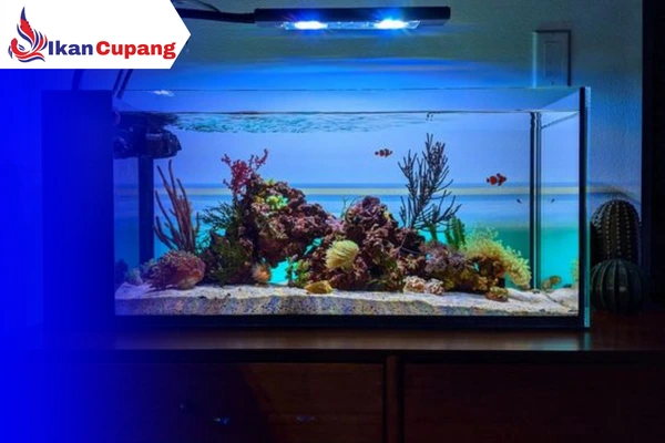 Alat dan Bahan Budidaya Ikan Cupang