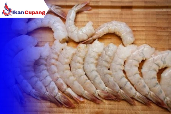 udang Untuk Pakan Ikan Cupang