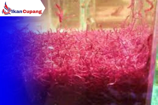 Cacing Darah atau Merah untuk pakan ikan cupang