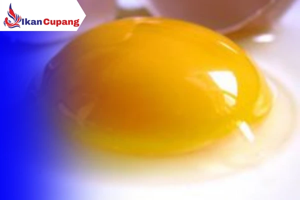 makanan ikan cupang kuning telur