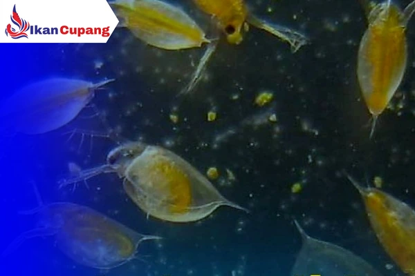 kutu air