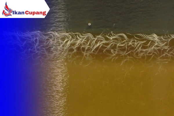 Vinegar Eel