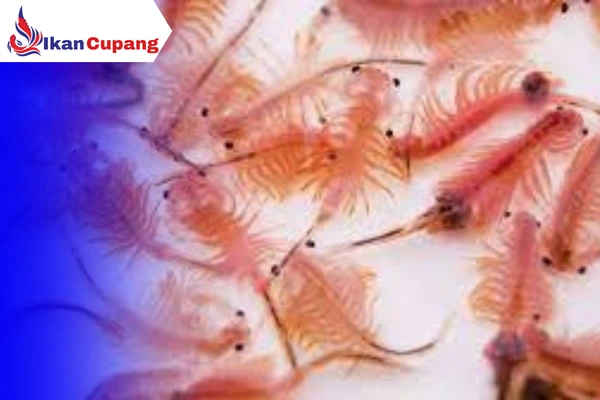 artemia