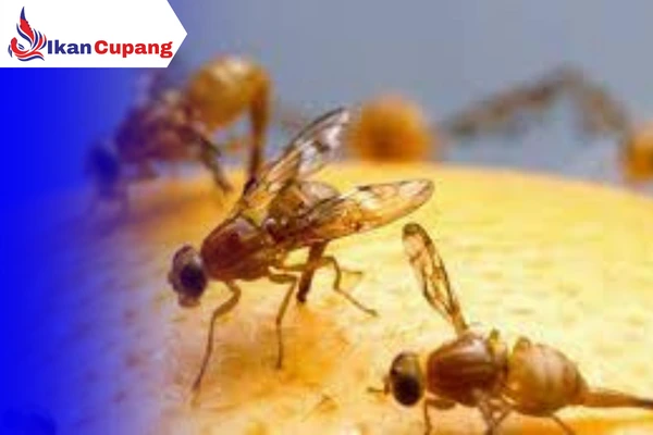 Lalat Buah
