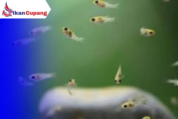 Burayak Gupy