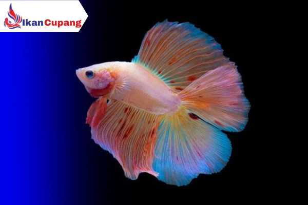 Keistimewaan ‘Magis’ Ikan Cupang