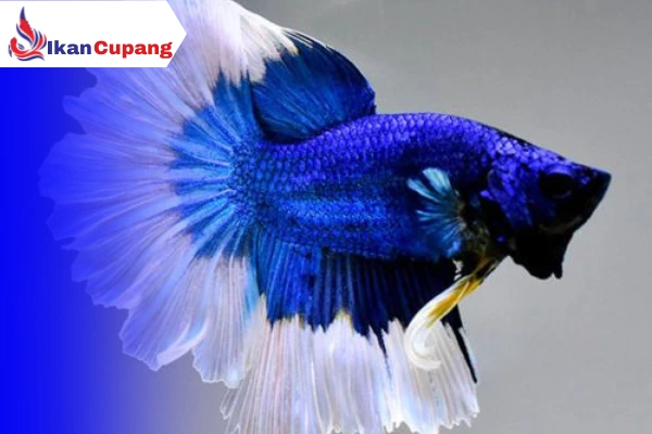 Cara Merawat Ikan Cupang agar Tidak Mati dan Stres