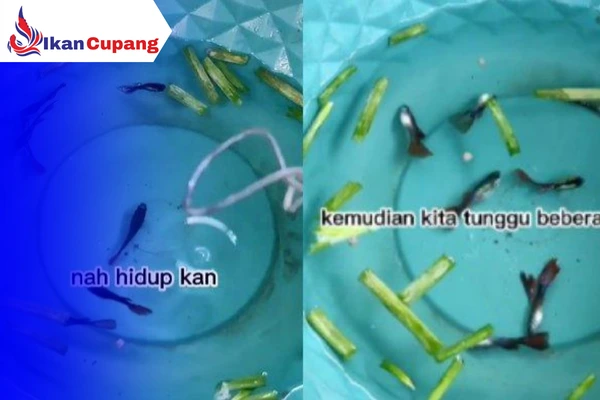 Tutorial Cara Menghidupkan Ikan Cupang Yang Mati