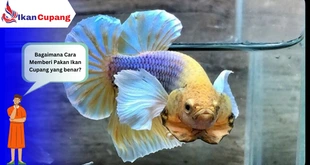 Panduan yang Benar Tentang Cara Memberi Makan Ikan Cupang