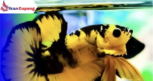 Pilihan Makanan Ikan Cupang Alami Terbaik Yang Kaya Nutrisi