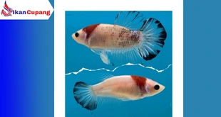 cara Membedakan Ikan Cupang Jantan dan Betina