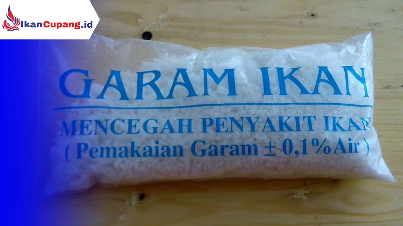 Memanfaatkan Garam Ikan Untuk Ikan Cupang yang Terkena Penyakit Sisik Nanas