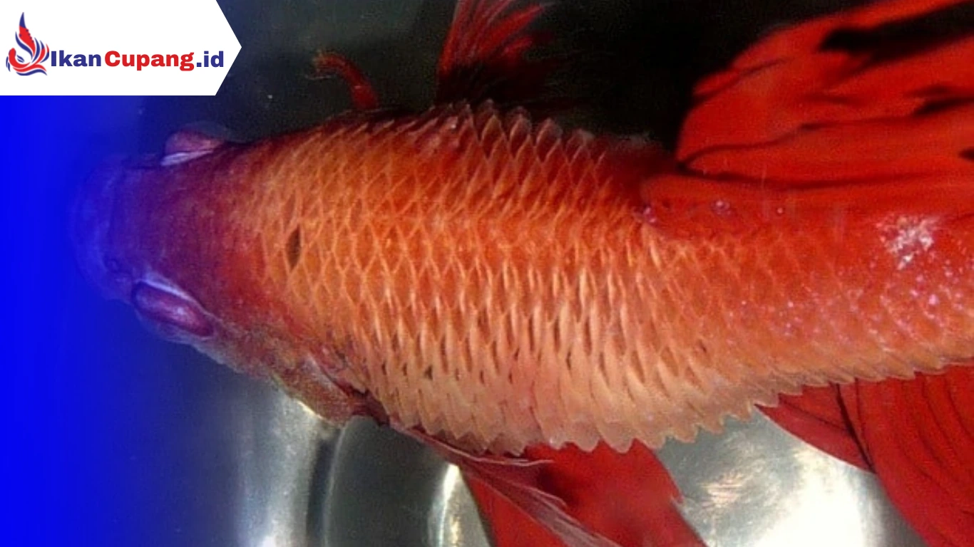 Penyebab Sisik Nanas Pada Ikan Cupang