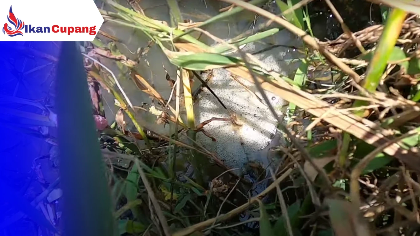 Ciri – Ciri Tempat Sarang Ikan Cupang di Sawah