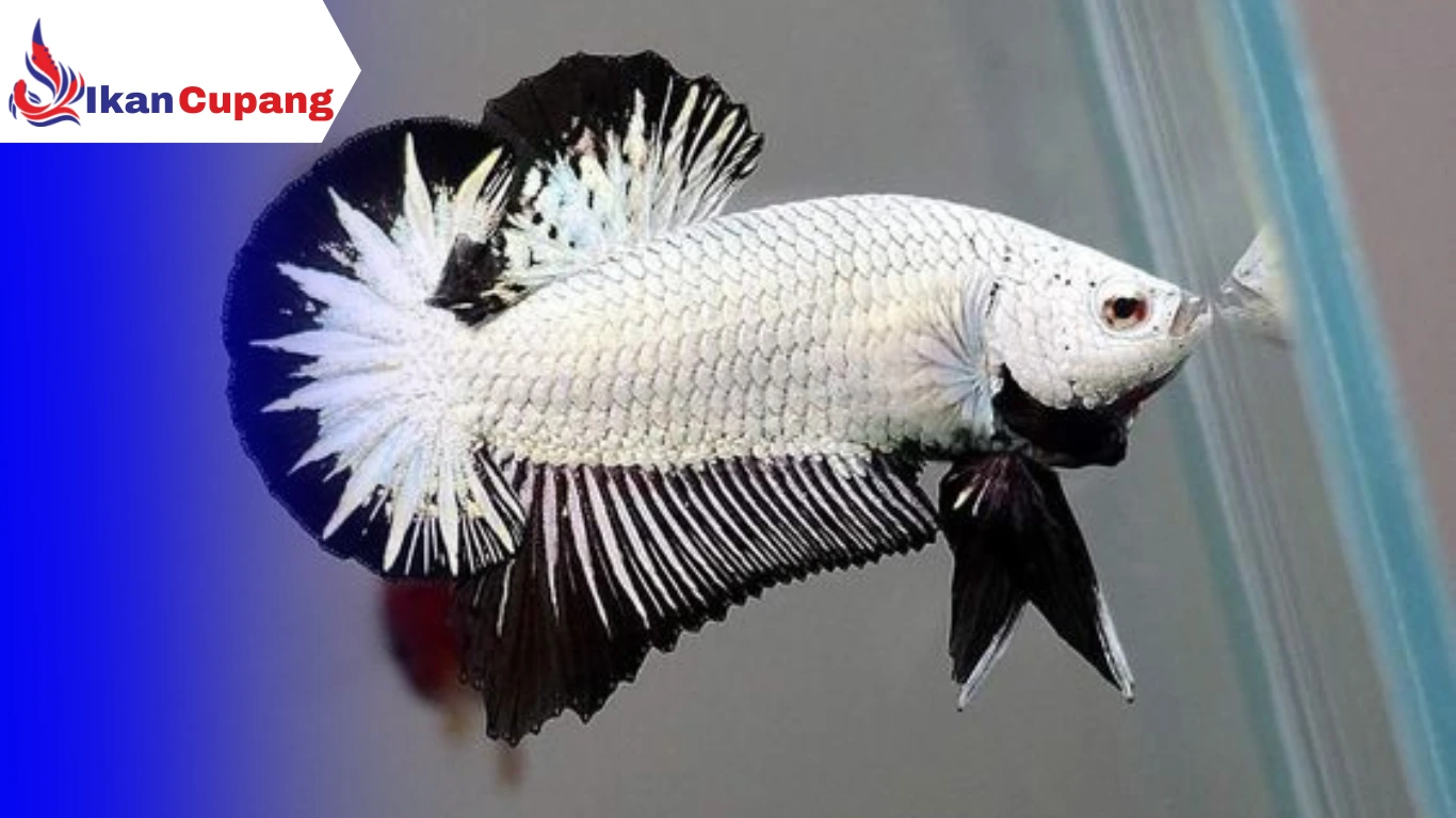 cara memilih ikan cupang yang bagus