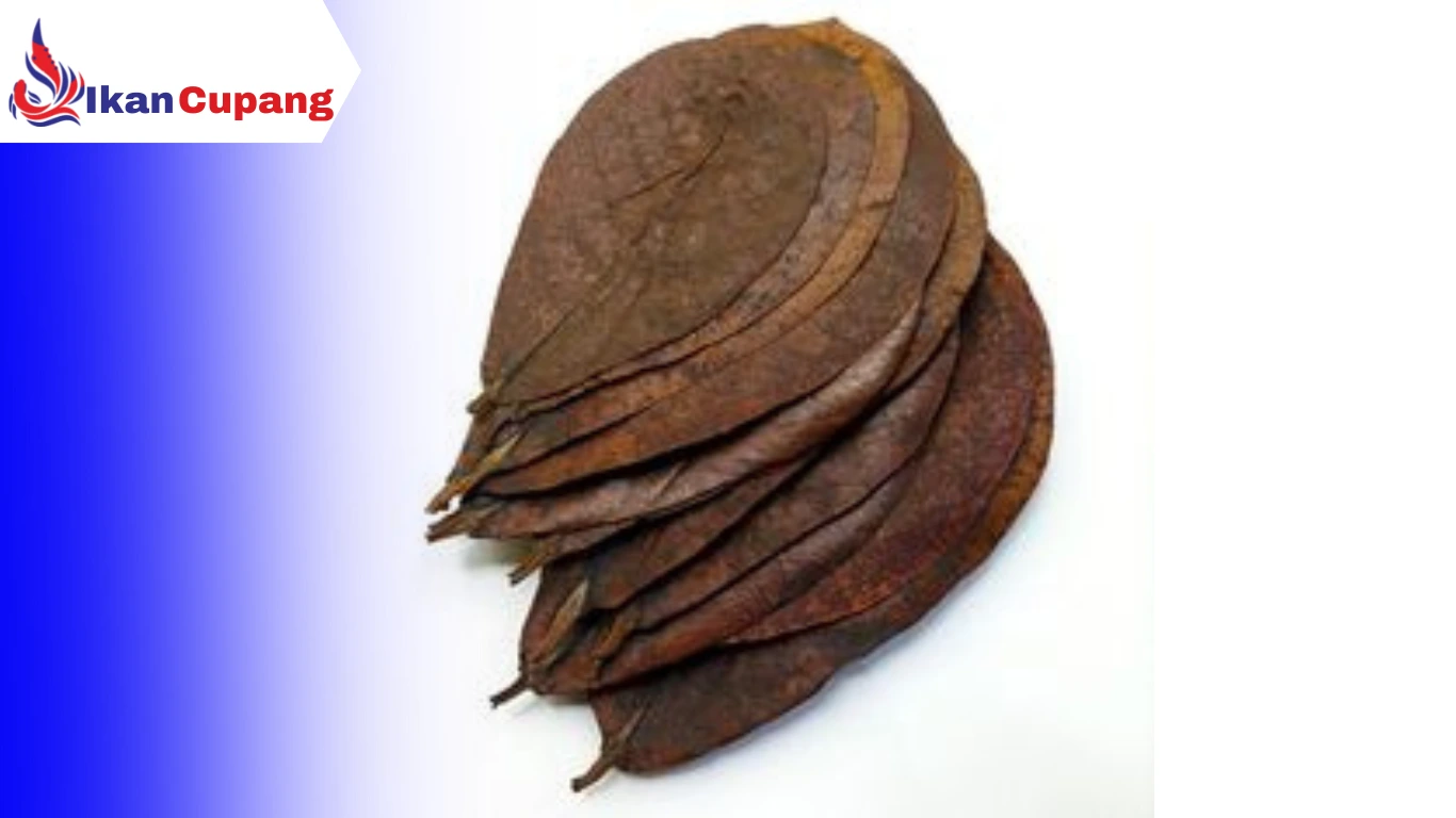 Menggunakan Daun Ketapang Untuk Ikan Cupang