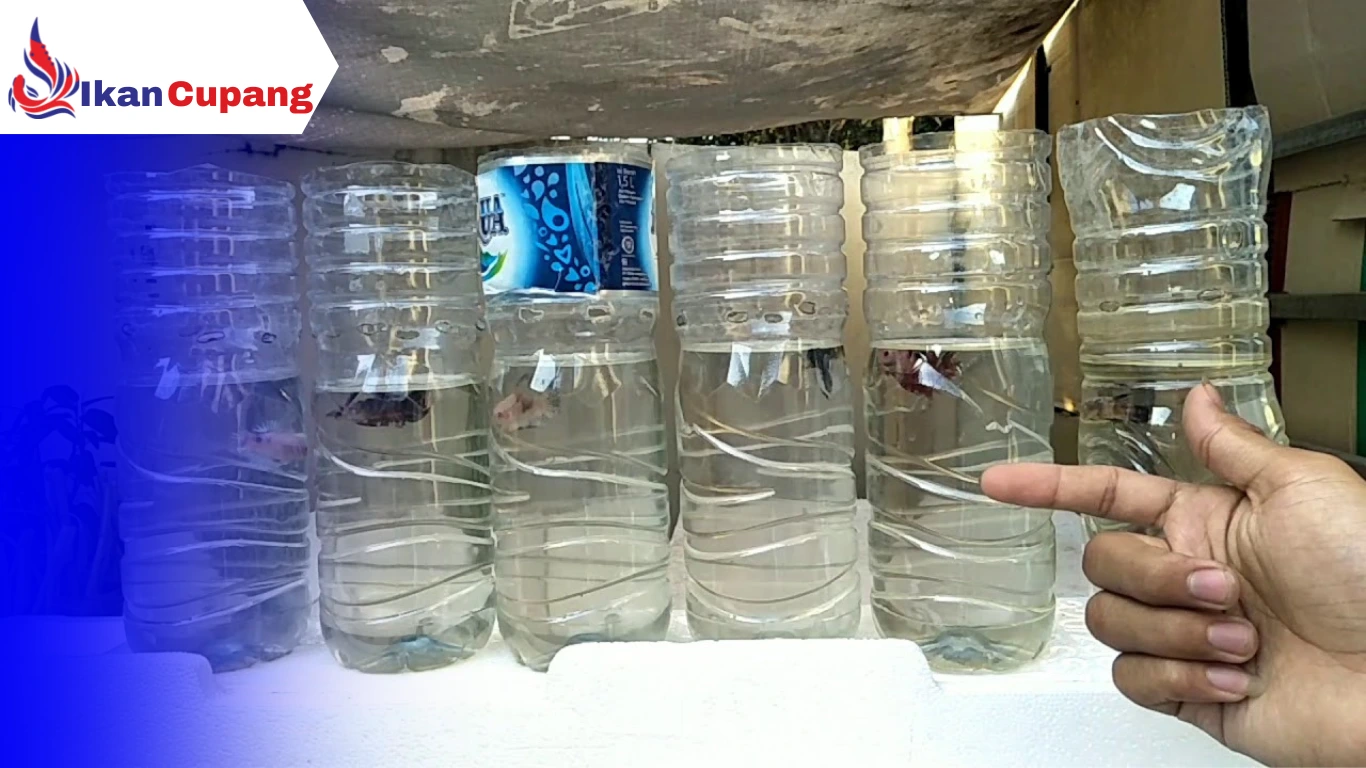 merawat ikan cupang umur 2 bulan kedalam botol