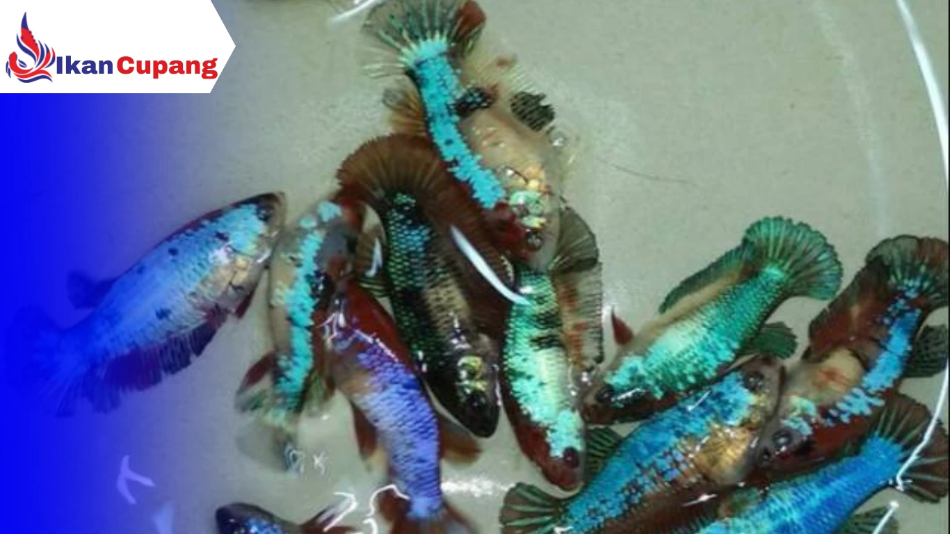 Cara Merawat Ikan Cupang Umur 2 Bulan