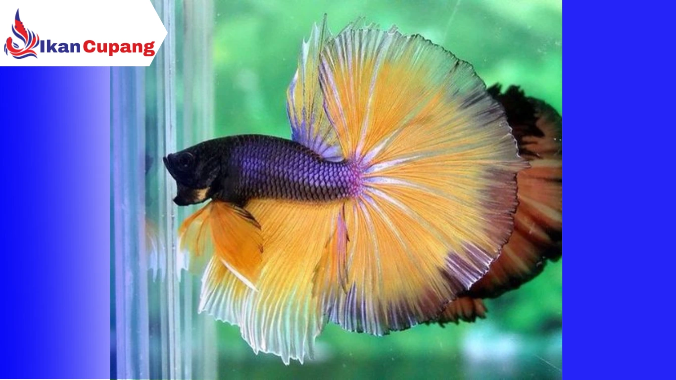 Ciri – ciri dan Cara Memilih Ikan Cupang yang Bagus Untuk Dipelihara