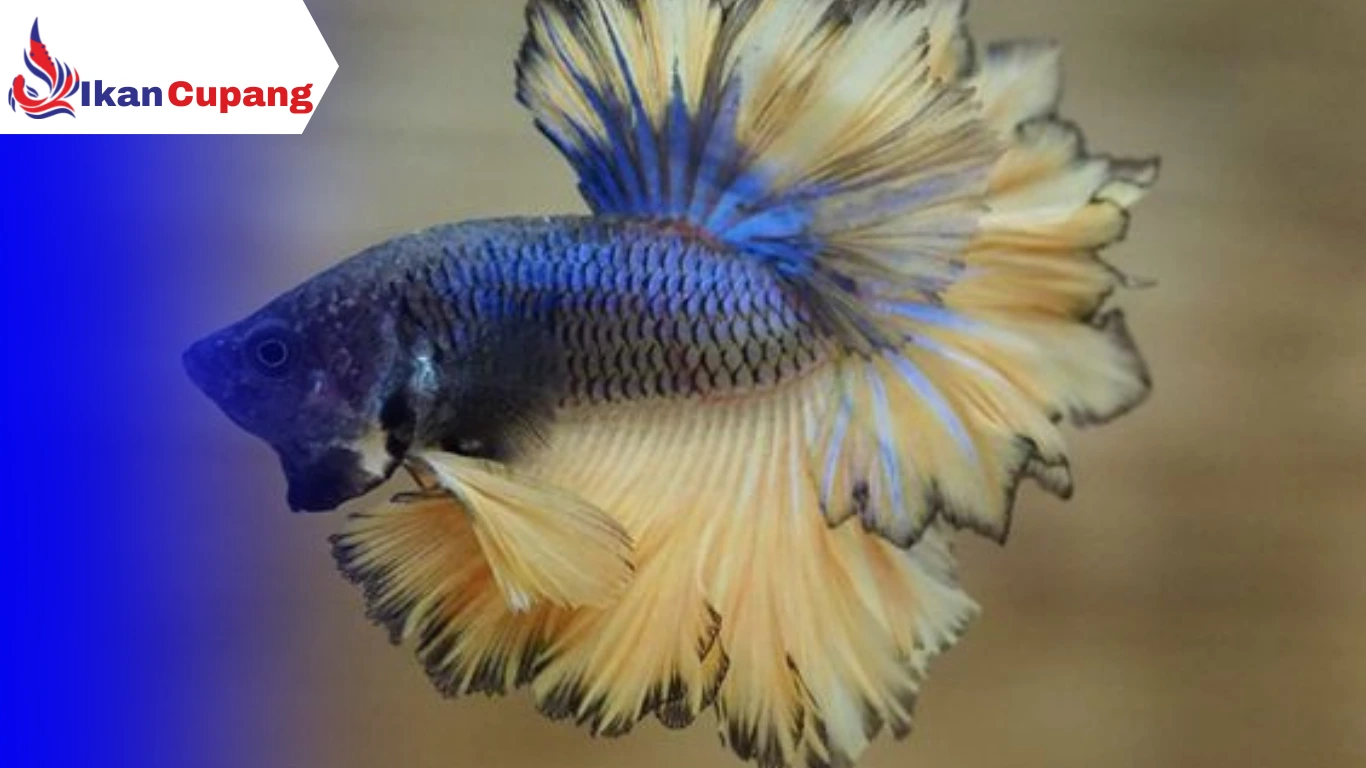 Tubuh Ikan Cupang yang Terlihat Normal