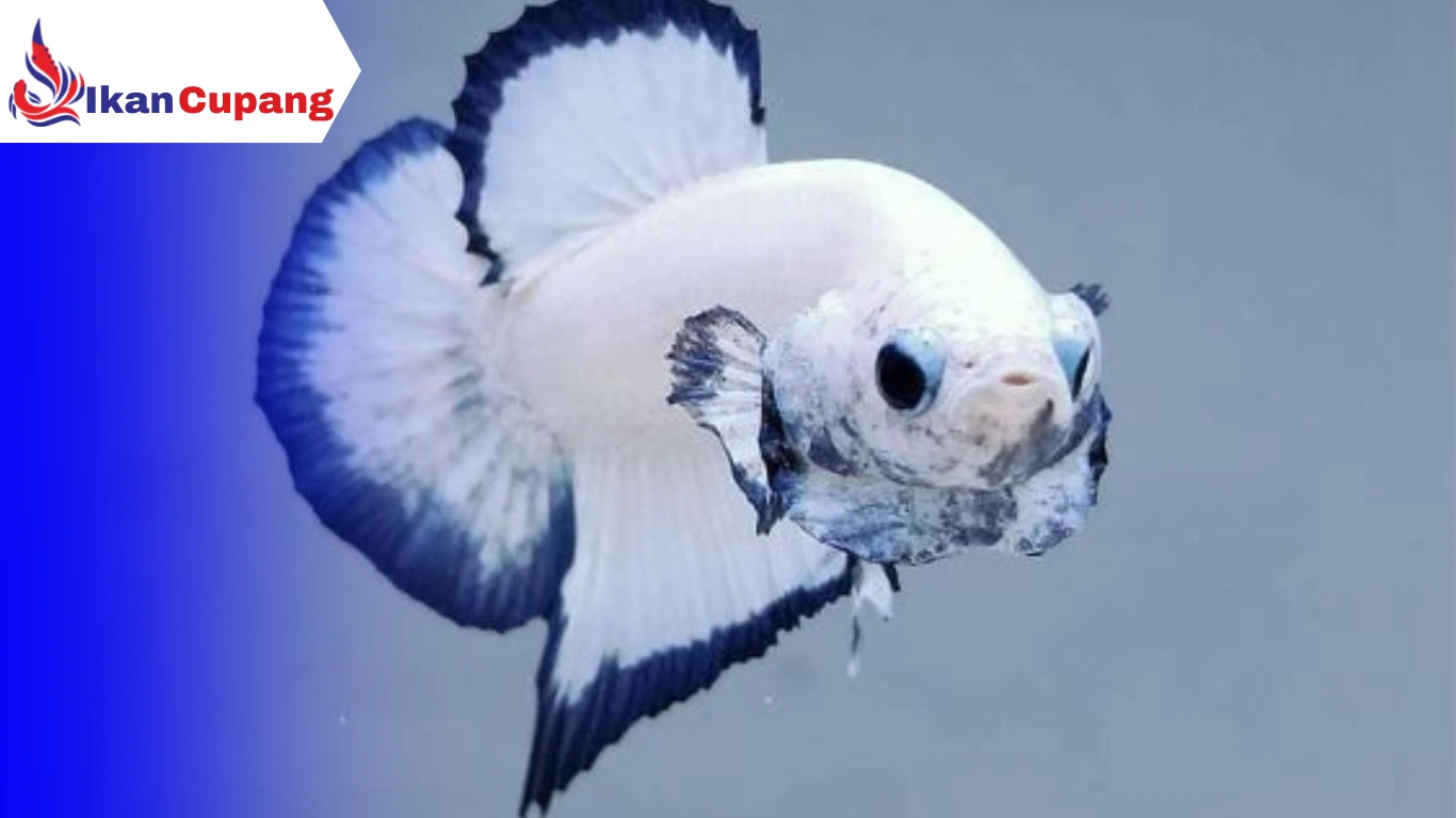 Mental Ikan Cupang
