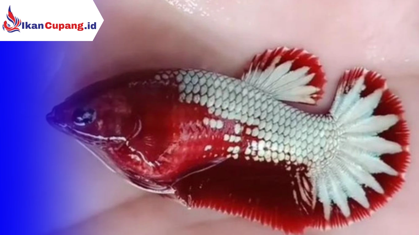 Ikan Cupang Betina Full Telur